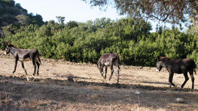 The wild donkeys of the Karpaz, North Cyprus
