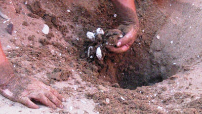 A turtle nest being excavated at Alagadi beach, North cyprus