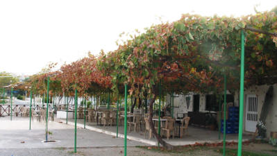 The largest vine in Cyprus at Yesilirmak, near Lefke, North Cyprus